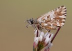 Pyrgus malvoides... Pyrgus malvoides...