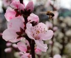 Ape e fiore di pesco Ape e fiore di pesco