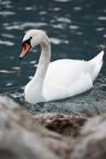 Cigno Cigno