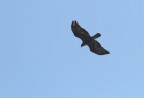 Aquila reale Aquila reale