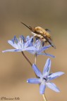 Bombylius major #3 Bombylius major #3
