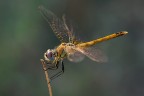 Libellula
