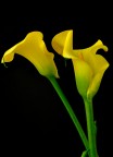 Calla 2