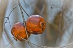 Lasciamo spazio alla primavera ora... Lasciamo spazio alla primavera ora...