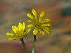 fiori gialli fiori gialli