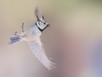 In volo In volo