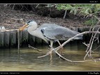 Camargue # 31 Camargue # 31