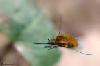 Bombyllus in volo Bombyllus in volo