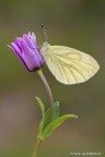 Pieris napi Pieris napi