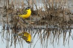 Cutrettola-Moticilla Flava Cutrettola-Moticilla Flava