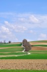 Su per la collina Su per la collina