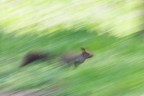 Scoiattolo in corsa