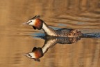 SVASSO MAGGIORE (Podiceps cristatus)