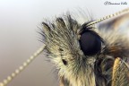 Pyrgus sp. Pyrgus sp.