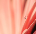 Rosa Rosa