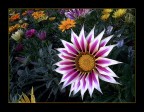 Forme e colori Forme e colori