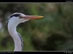 Camargue # 32 Camargue # 32