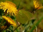 Gonepteryx-rhamni-Linne-1758 Gonepteryx-rhamni-Linne-1758