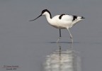 Avocetta