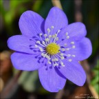 Hepatica Nobilis