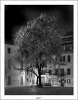the tree of the bright leaves the tree of the bright leaves
