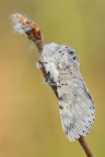 Cerura vinula Cerura vinula