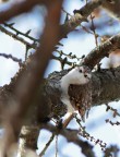 Rampichino alpestre Rampichino alpestre