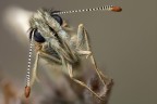 ...Pyrgus Alveus... ...Pyrgus Alveus...