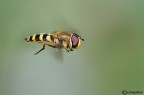 Eupeodes corollae in volo Eupeodes corollae in volo