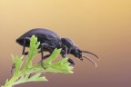 ...Nero...!!! ...Nero...!!!