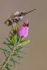 Bombylius major Bombylius major