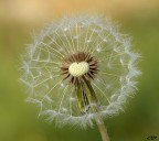 Tragopogon campestris.. Tragopogon campestris..
