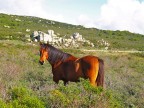 Wild Horse Wild Horse