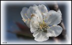 Sogno di un pomeriggio di inizio primavera... Sogno di un pomeriggio di inizio primavera...