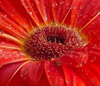 Gerbera arancione. Gerbera arancione.