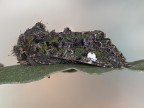 Falena Falena