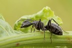 FormicA FormicA
