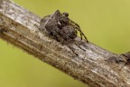 Araneidae ( Diadematus...?) Araneidae ( Diadematus...?)