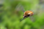 Ancora bombillo in volo Ancora bombillo in volo