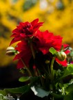 Fiore di Dalia. Fiore di Dalia.
