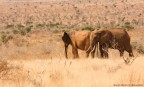 Africans elephants Africans elephants