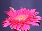 Gerbera Gerbera