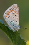 Polyommatus icarus. La mia seconda farfalla. Polyommatus icarus. La mia seconda farfalla.