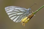 Pieris napi 2 Pieris napi 2