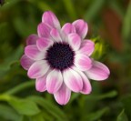 Fiore di Pasqua Fiore di Pasqua