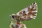 Hesperiidae Pyrgus Prima cattura Hesperiidae Pyrgus Prima cattura