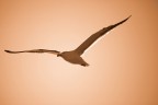 seagull seagull