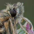 Hesperiidae Pyrgus vista da vicino
