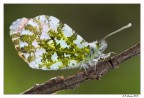 Anthocharis Cardamines Anthocharis Cardamines
