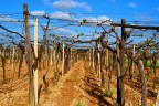 Vigneto .... risveglio!!! Vigneto .... risveglio!!!